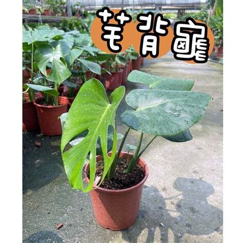龜背芋 龜背竹